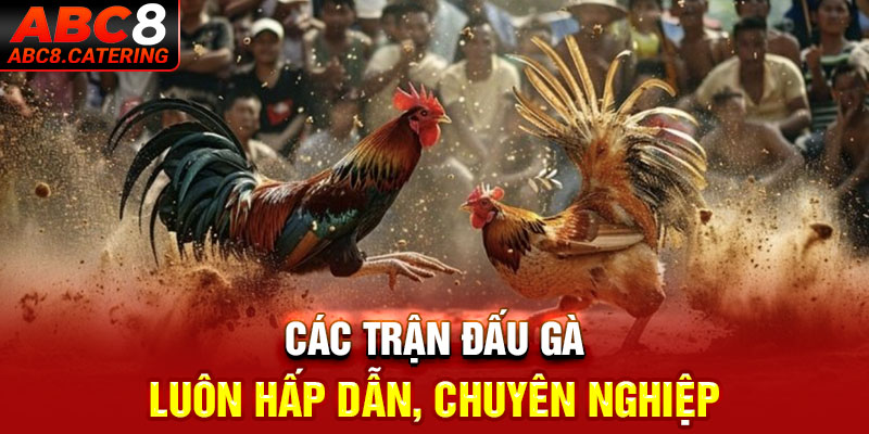 Các trận đấu gà luôn hấp dẫn, chuyên nghiệp 