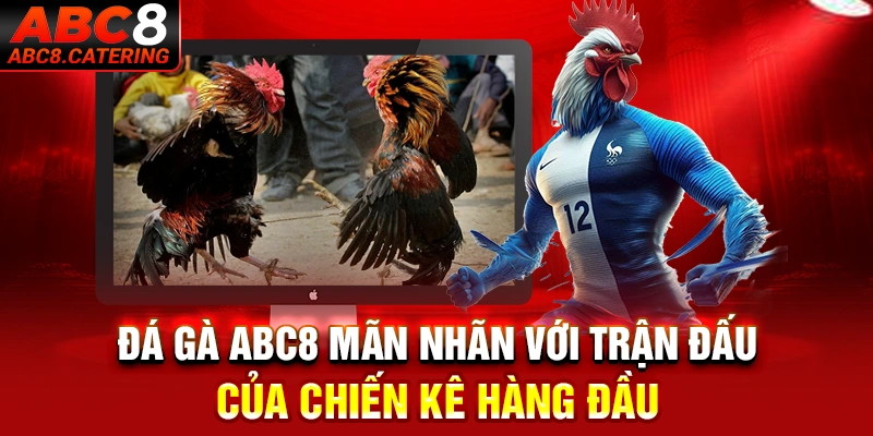 Đá gà ABC8 mãn nhãn với trận đấu của chiến kê hàng đầu