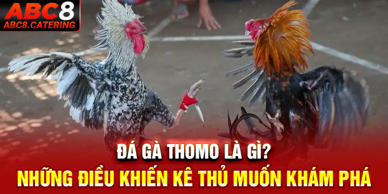 Đá gà thomo là gì những điều khiến kê thủ muốn khám phá