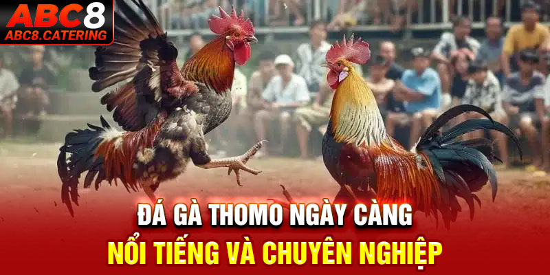 Đá gà Thomo ngày càng nổi tiếng và chuyên nghiệp 