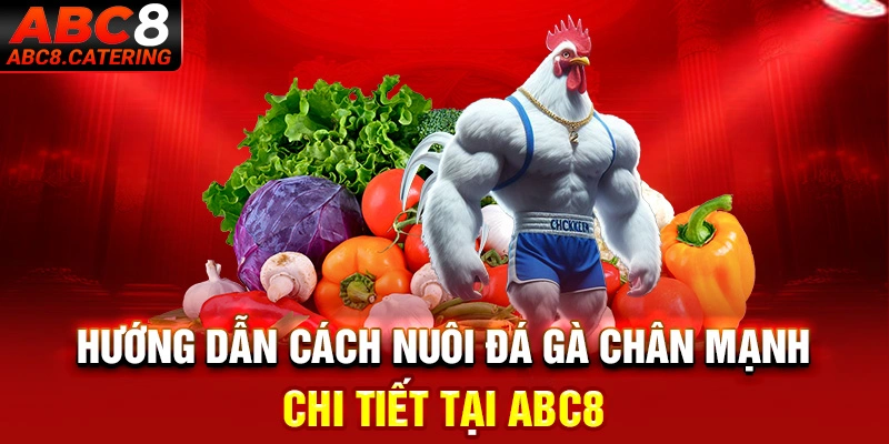 Hướng dẫn cách nuôi đá gà chân mạnh chi tiết tại ABC8