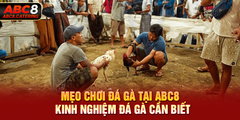 Mẹo chơi đá gà tại ABC8 kinh nghiệm đá gà cần biết