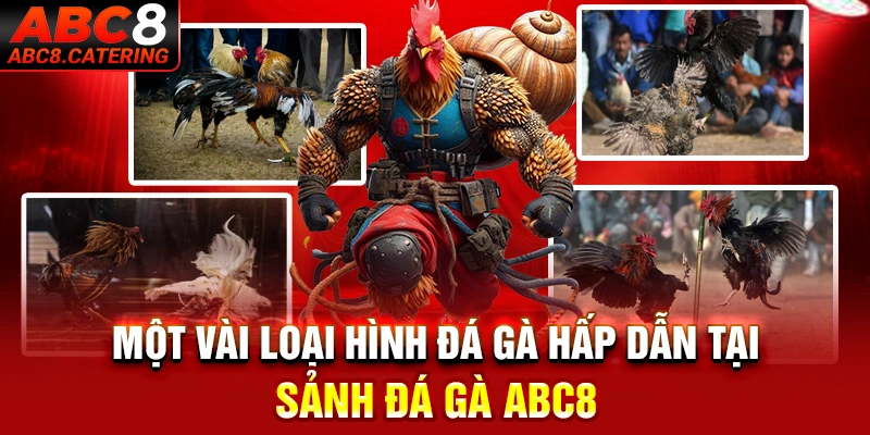 Một vài loại hình đá gà hấp dẫn tại sảnh đá gà ABC8