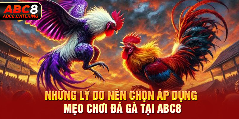 Những lý do nên chọn áp dụng mẹo chơi đá gà tại ABC8