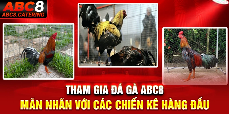 Tham gia đá gà ABC8 mãn nhãn với các chiến kê hàng đầu