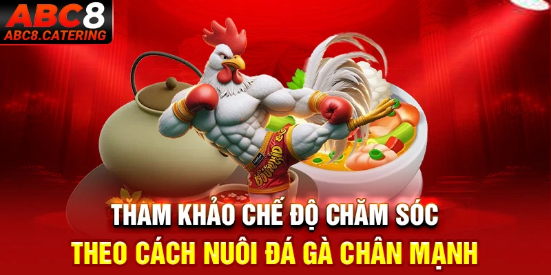 Tham khảo chế độ chăm sóc theo cách nuôi đá gà chân mạnh